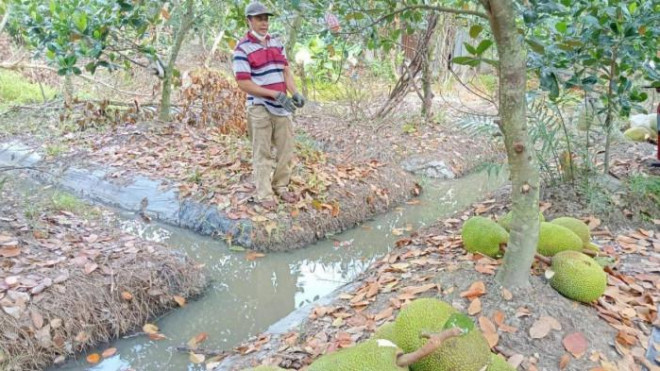 Giá mít Thái giảm sâu nên nôngi dân nghĩ chuyện bỏ “trái” chờ thời.