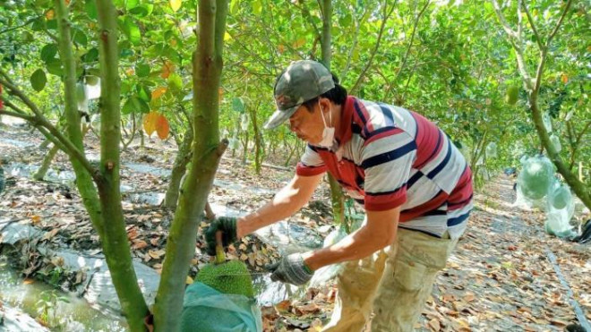 Anh Mai Thanh Hải, thương lái thu mua nhiều loại trái cây nay cũng chỉ thu mua cầm chừng.