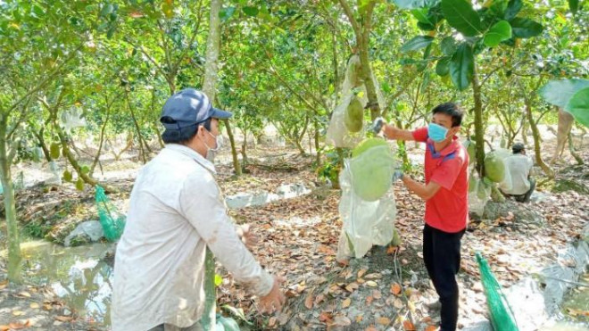 Giá mít Thái giảm sâu người dân không đủ chi phí vật tư đầu vào.