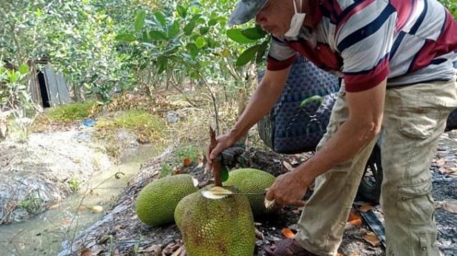 Vạt mít để kiểm tra chất lượng trước khi thu mua.