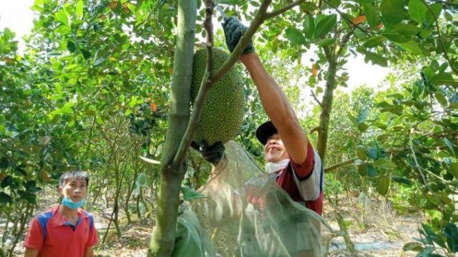 Thương lái đến thu mua mít của người dân.