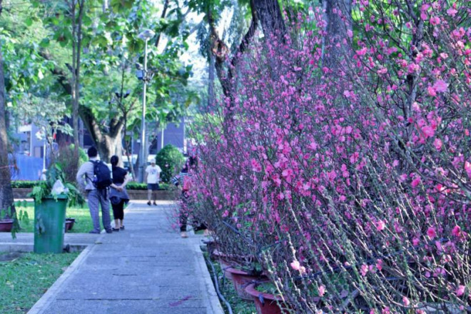 Mai đào&nbsp;nở, đôi bài nhạc xuân được phát trên phố... cũng khiến kẻ xa quê thấy nhớ nhà. Ảnh: NGỌC LÀI