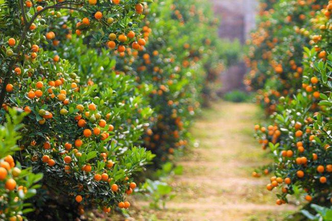 Dịch Covid-19 khiến nhiều nhà vườn chuyên trồng cây cảnh, trái cây "độc, lạ" giảm sản lượng. Ảnh minh họa