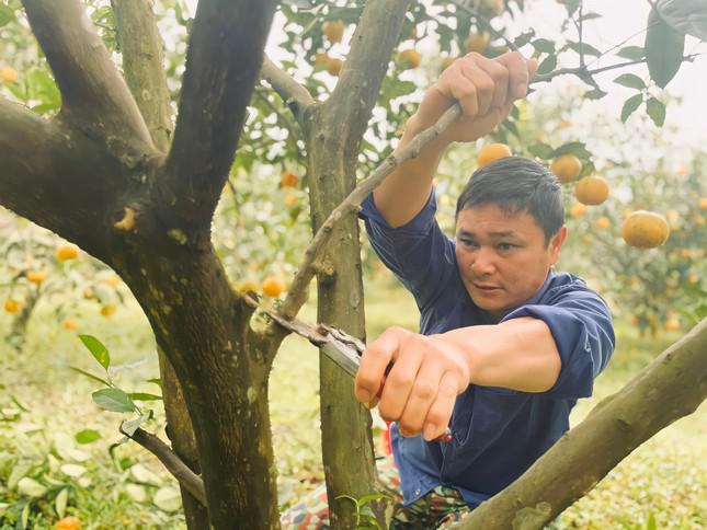 Để đảm bảo chất lượng quả cho dịp Tết, thời điểm này các nhà vườn thường cắt bỏ các cành, lá để dinh dưỡng tập trung nuôi quả.