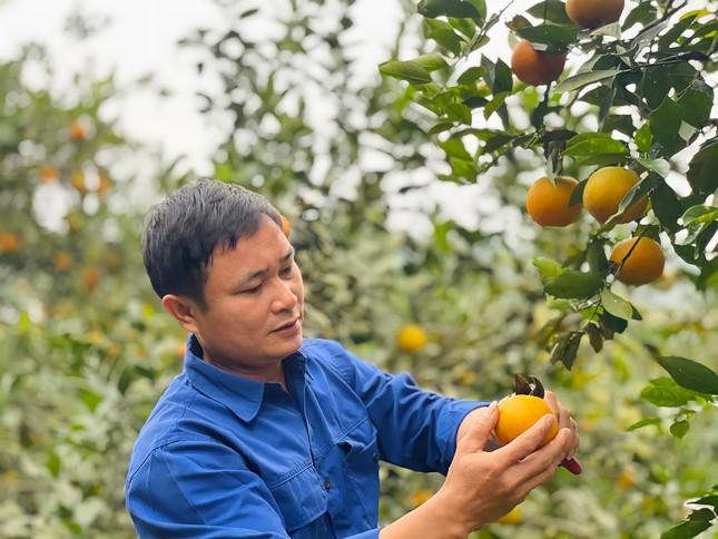 “Cam do dịch COVID-19 nên giá không cao, vì thế gia đình muốn đợi bán vào dịp Tết Nguyên đán giá cao hơn. Cam được trồng tự nhiên, nên rất ngọt, dù có số đã rụng nhưng chúng tôi vẫn trừ lại khoảng 10 tấn để tiêu thụ trong đợt Tết này”, anh Phố cho hay.