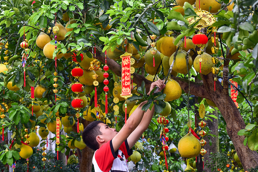 Không lạc quan như chủ vườn kiểng tên Hiền, anh Cao Quang Hà cho biết liên quan đến dịch COVID-19, giá mua có giảm đáng kể nhưng ngược lại giá vận chuyển lại tăng cao. Vì thế những cây lớn như những năm trước bán khoảng 65 triệu đồng thì năm nay khoảng 25-35 triệu đồng/cây.