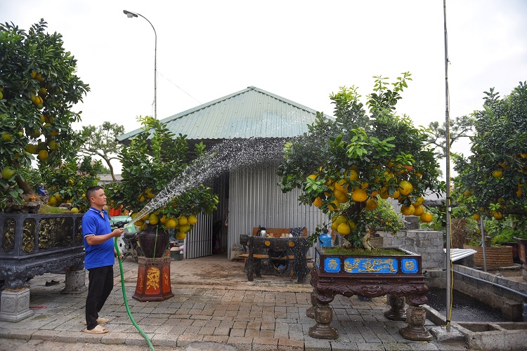 Vườn nhà anh Hoàng Đình Chính (Văn Giang, Hưng Yên) là một trong những vườn cây cảnh chơi Tết lớn nhất Hưng Yên. Trong đó sở hữu nhiều gốc cây cổ, có dáng độc lạ.