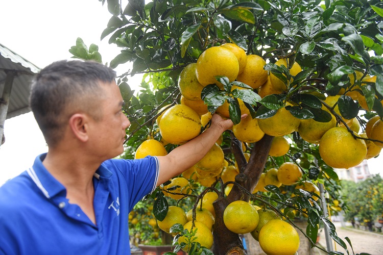 Theo anh Chính, từng có người ngỏ ý muốn mua lại cây bưởi này với giá 2 cây vàng, nhưng hiện tại anh vẫn chưa muốn trao tay. "2 cây vàng là mức giá khá cao nhưng tôi vẫn thấy tiếc. Dáng cây này rất hiếm, khó tìm được cây thứ hai. Tôi chỉ muốn cho khách thuê chơi tết. Nếu may mắn gặp được ai thực sự yêu cây, yêu cái đẹp, có tâm chăm sóc, tôi mới bán", anh Chính cho biết.