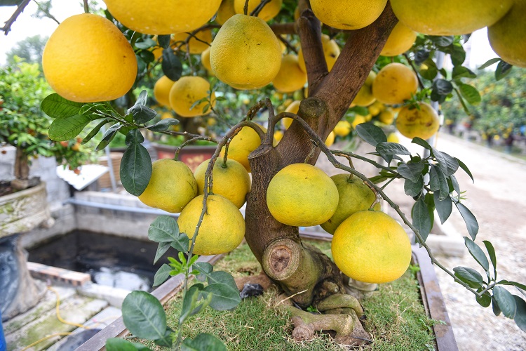 Lý giải cho cái tên này, anh Chính cho biết: “Thân cây có dáng cong, các cành cũng cong cong, nhiều quả, khiến liên tưởng tới hình ảnh người mẹ tần tảo sớm hôm, còng lưng nuôi con”.