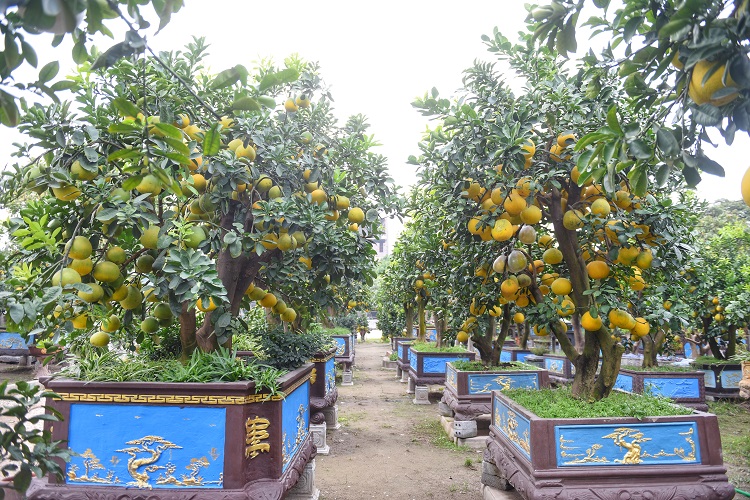 Hiện, nhiều khách đã tới chiêm ngưỡng và trả giá cho cây bưởi có dáng "Mẹ già che chở đàn con" này. Có người trả giá lên tới 2 cây vàng nhưng anh Chính chưa đành lòng bán.