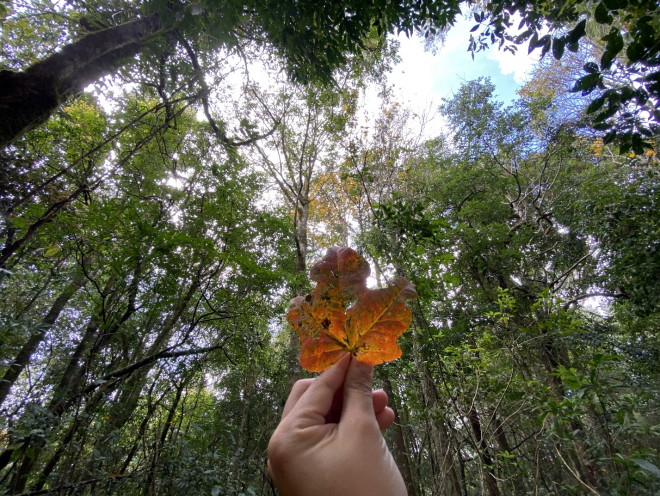 Lá phong đỏ