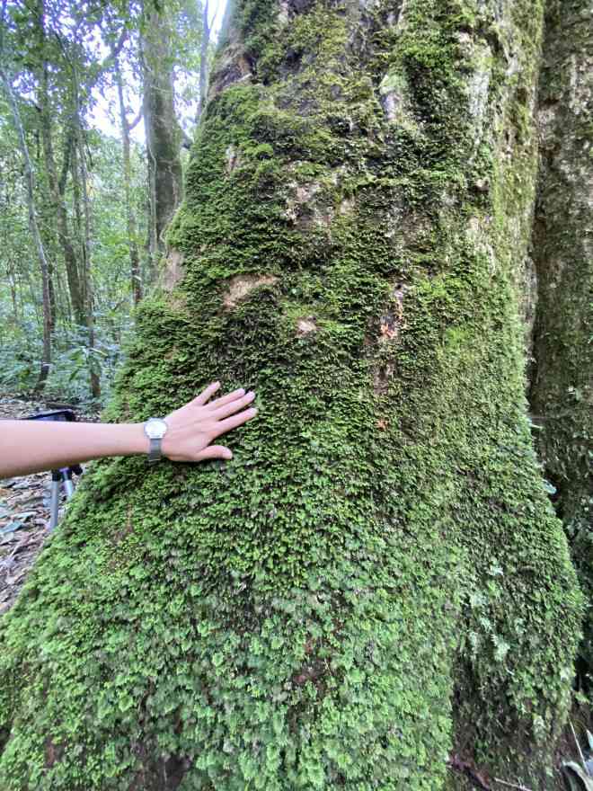 Những thân gỗ to phủ đầy rêu