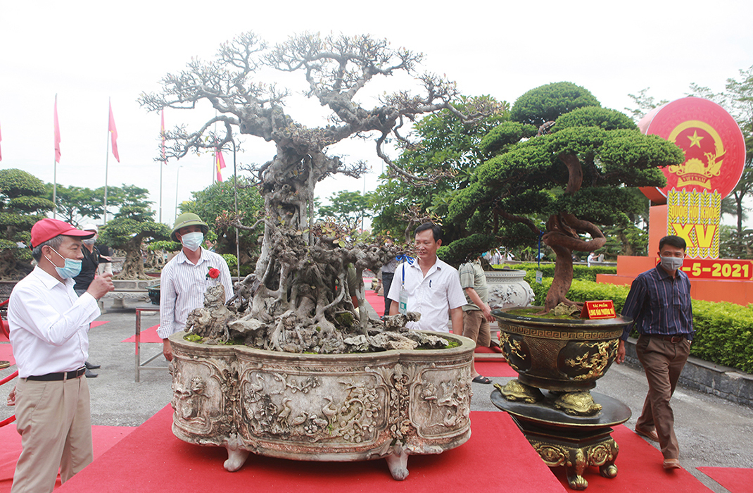 Cây si cổ của anh Trường bonsai (Hải Phòng) được giới chơi cây cảnh đánh giá là “báu vật” của làng cây bởi đây là một trong những cây si búp đỏ cổ lên chậu đẹp, già nhất Việt Nam.
