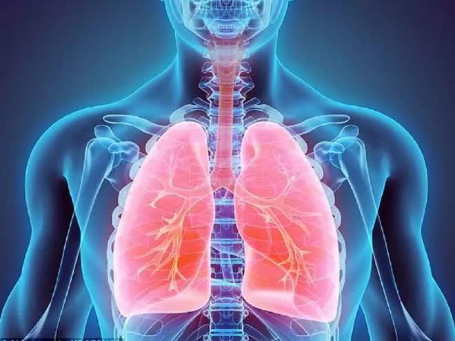 Hoạt động của phổi vô cùng quan trọng đối với sinh tồn của cơ thể