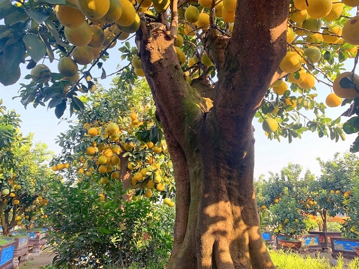 “Tôi chỉ cho thuê mà không bán vì nếu bán là mất, không tìm được cây thứ 2 để mua. Riêng cây này, tôi mua phôi cũng mất hơn 100 triệu, chưa kể thời gian và công sức nuôi cây, tạo tán, tách cành, quả”, anh Chính cho hay.