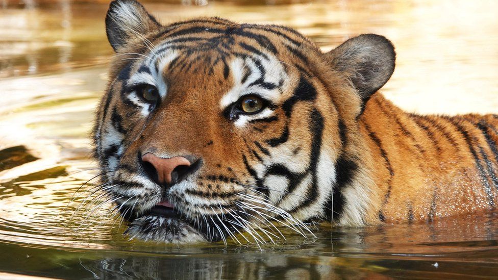 Ảnh chụp con hổ&nbsp;Eko ở vườn thú Naples, Mỹ. Ảnh: Reuters