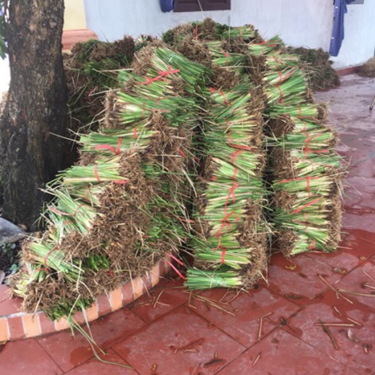 Tại Việt Nam, lần đầu tiên cỏ vetiver được giới thiệu đến rộng rãi công chúng là vào năm 2017 tại hội thảo về chống biến đổi khí hậu và giảm nhẹ rủi ro thiên tai.
