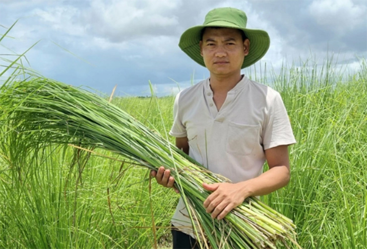 Loại cỏ này có nhiều ứng dụng trong đời sống như xử lý ô nhiễm và bảo vệ đất, bảo vệ hạ tầng cơ sở ở những vùng lũ lụt, chống xói mòn đất...
