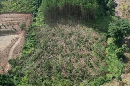 Xót xa hàng trăm cây thông gần 20 năm tuổi bị cưa hạ, nằm la liệt
