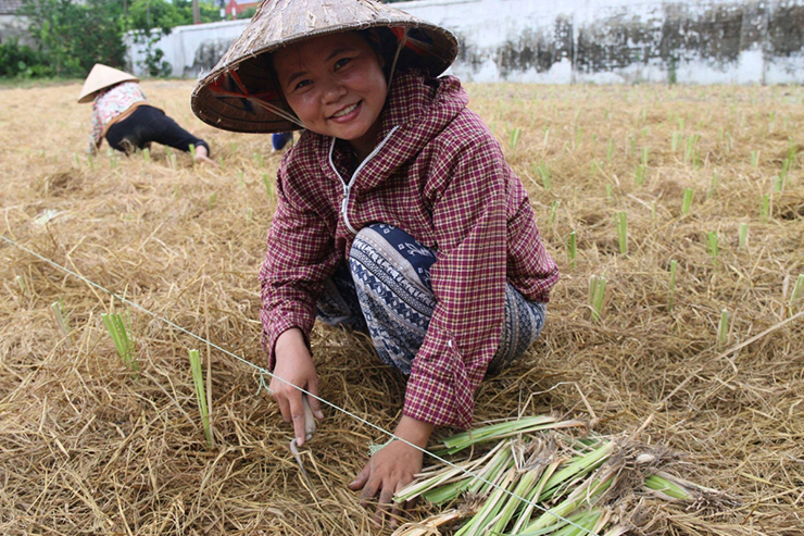 Đến nay đã hơn 4 năm kể từ ngày những nhánh cỏ Vetiver được chị nhân giống và gieo trồng lần đầu tiên, nó đã thật sự khiến chị Hoài đổi đời.
