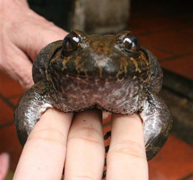 Ếch hương là một đặc sản nổi tiếng ở Lạng Sơn, nó còn có nhiều tên gọi khác như ếch vương, ếch công nương, ếch tiến vua hay "ếch đại gia"
