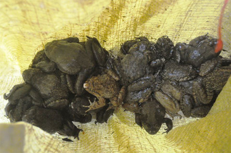 Đặc điểm để nhận biết ếch hương khi đi săn là nó có màu nâu đen hoặc đen bóng, trọng lượng khoảng 200-300 gam mỗi con
