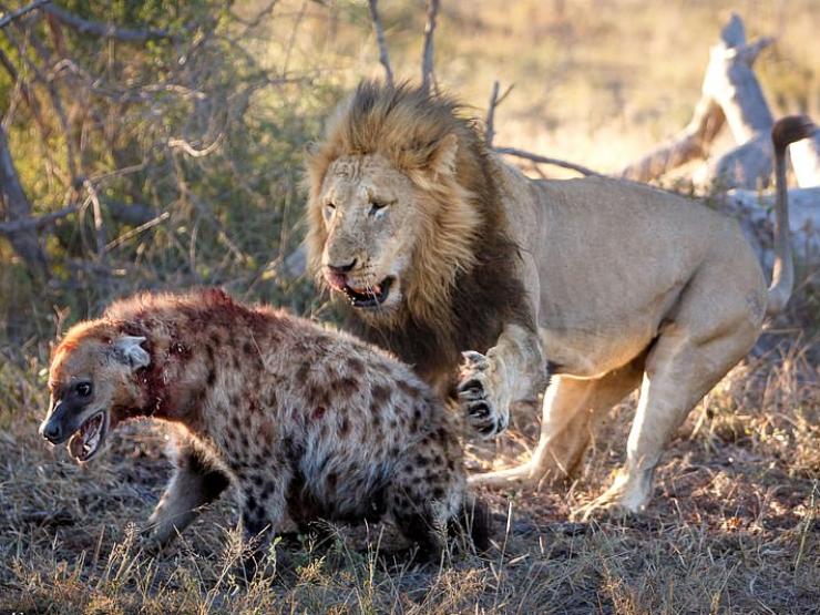 Những trận chiến ”một mất một còn” của linh cẩu và sư tử