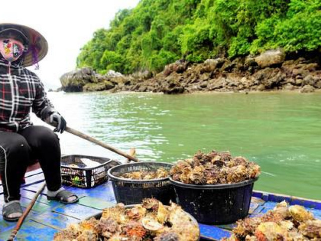 Nghề lặn bắt 'thần dược' trên vịnh di sản