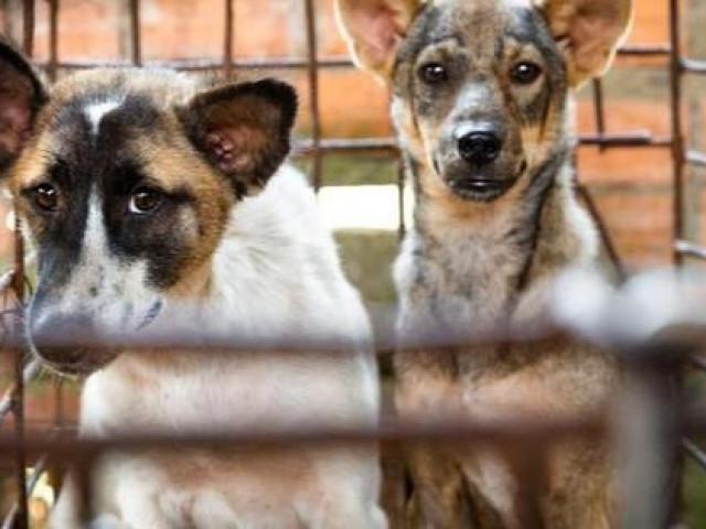 Phát động chiến dịch chấm dứt nạn buôn bán thịt chó, mèo tại Việt Nam