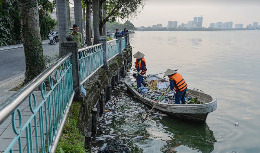 Cá chết nổi trắng tại hồ Tây bốc mùi hôi thối ảnh hưởng đến môi trường sống của người dân