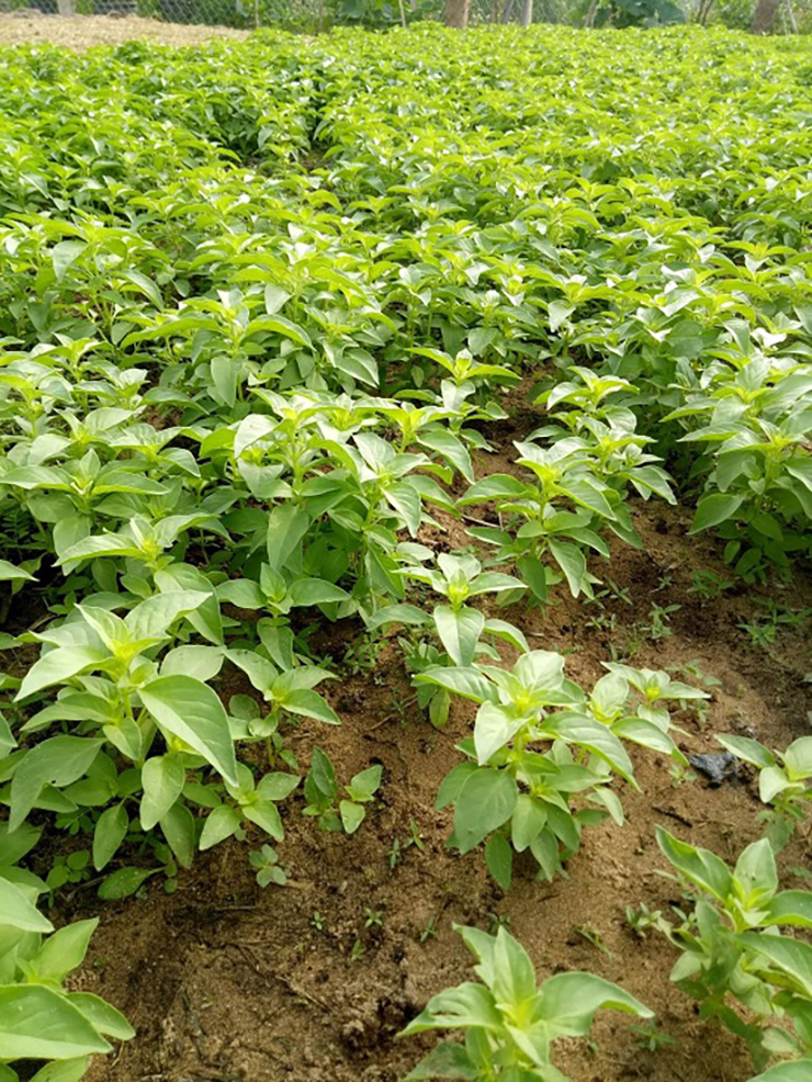 Nhiều người dân ở Phú Yên và Đắk Lắk đã mở rộng mô hình trồng cây lá é để bán ra thị trường
