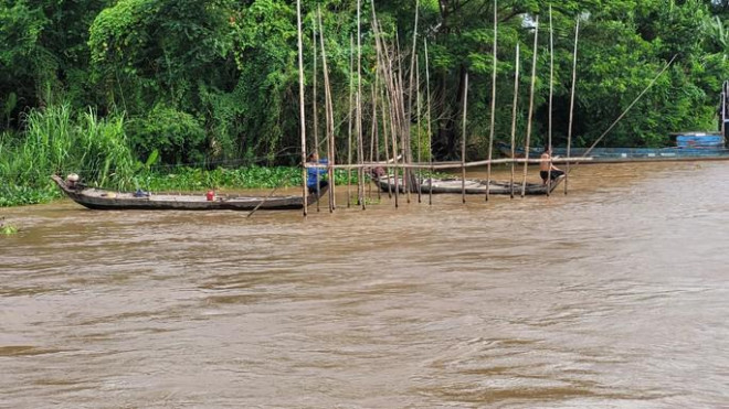 Nước trên sông Tiền dâng cao, người dân phải dời những chiếc dớn đi nơi khác