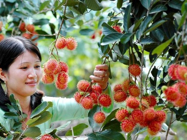 Hè này vi vu miền Tây với ”tour vườn trái cây”: Cảnh đẹp nghìn like, còn được ăn ngon