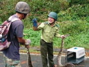 Tin tức trong ngày - Trăn &quot;khủng&quot; quấn chết khỉ trên núi Sơn Trà