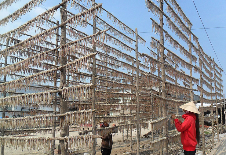 Muốn con cá khoai khô ngon, đạt chuẩn thì phải phơi vào những ngày trời nắng ráo. Nếu không đủ nắng cá sẽ bị đen, có vị đắng
