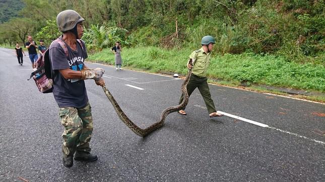 Con trăn dài hơn 4m, nặng khoảng 30kg