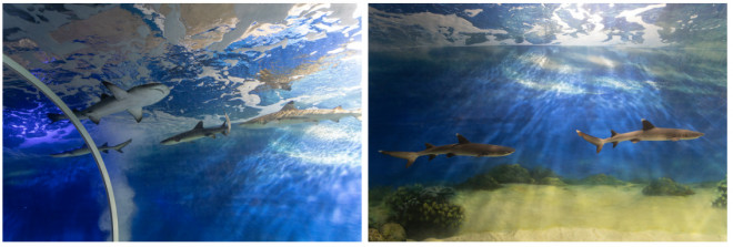 Hồ nuôi cá mập là nơi thu hút nhiều du khách nhất