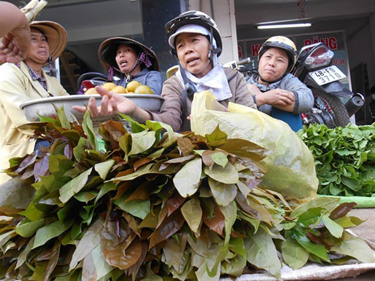 &nbsp;Việc nhân giống cây lá nhíp khá đơn giản, có thể trồng bằng hạt hoặc bằng cây con mọc ra từ rễ cây mẹ. Chúng rất phù hợp trồng xen trong vườn điều, cà phê, vừa có bóng râm vừa tận dụng được nguồn nước tưới, phân bón cũng như quỹ đất trống.
