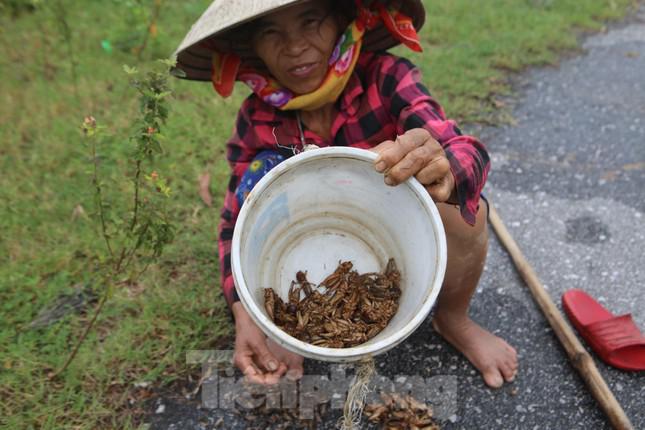 Bà Hiên cho biết, để bắt dế phải đi vào buổi sáng vì dễ đào và lúc này dế đang trong hang chưa đi kiếm ăn ở ngoài.