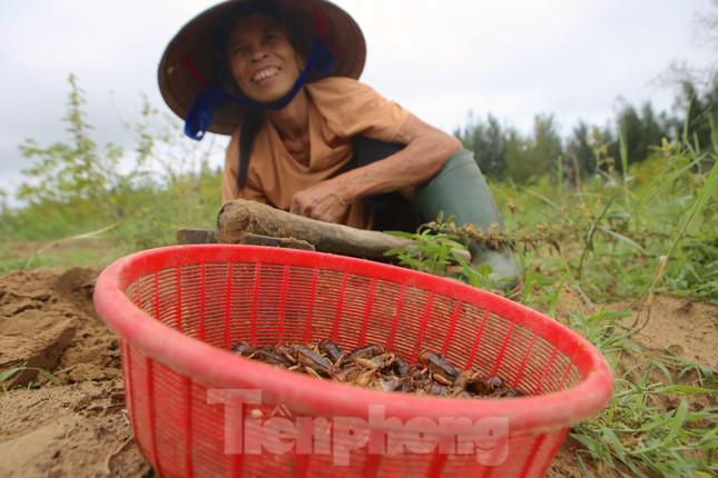 "Dế có nhiều chất bổ dinh dưỡng, ăn ngon nên thời điểm này vào mùa dân đổ xô đi bắt nhiều. Bắt dế thì không khó nhưng di chuyển nhiều, đảo mắt tìm hang nữa nên cũng rất mệt. Mỗi buổi sáng tôi bắt được trên 300 con, ai mua được giá tôi vẫn bán", bà Nguyễn Thị Hồ (trú xã Thịnh Lộc) cho hay.