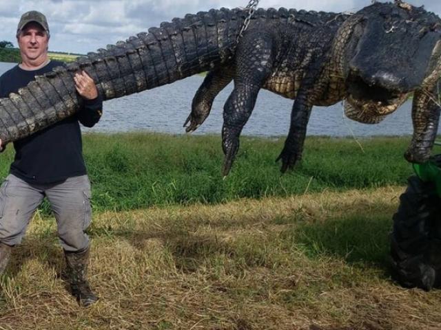 Mỹ: Thợ săn bắn phát đạn xuyên đầu cá sấu khổng lồ 80 tuổi, nặng 4 tạ