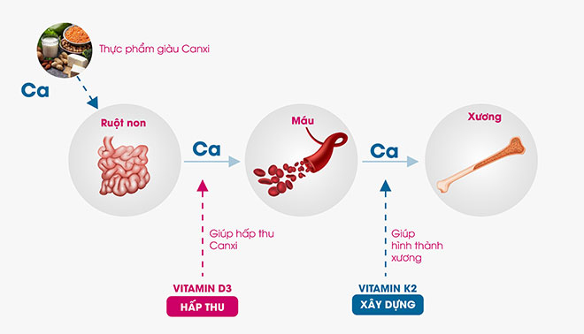 Vitamin D3 phối hợp với vitamin K2 giúp canxi đến xương hiệu quả