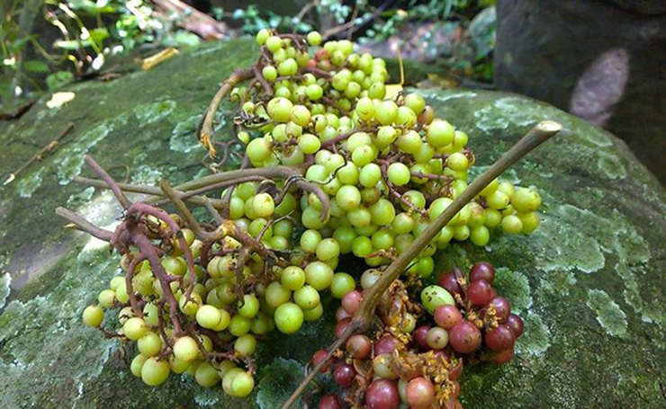 Lúc xanh, nho rừng rất chua, đồng bào hay hái nấu canh hoặc kho cá. Khi chín thì chuyển từ màu xanh sang màu tím đen, đỡ chua hơn và được dùng để ngâm siro hoặc ngâm rượu
