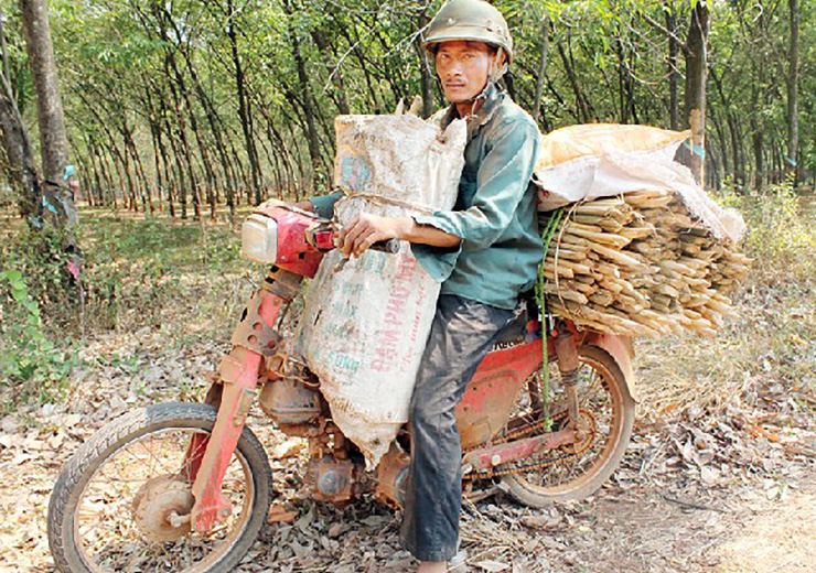 Đến mùa, nhiều người ở Tây Nguyên vào rừng hái đọt mây để bán, lượng khách mua mây rừng khá đông nên hàng có bao nhiêu cũng hết
