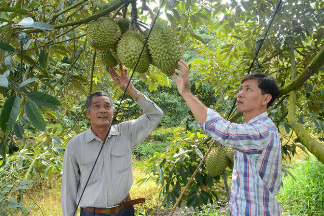 Giá sầu riêng ở Tiền Giang đang tăng gấp 3 lần so với cùng kỳ năm trước