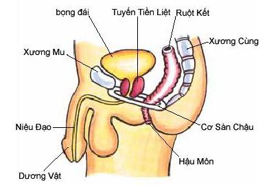 Bài tập Kegel là bài tập giúp khoẻ cơ sàn chậu và hỗ trợ cơ quan sinh dục