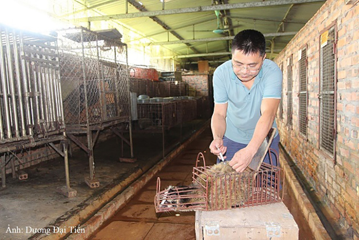 Nhiều thương lái, chủ nhà hàng hay người dân tìm đến trang trại của anh để mua cầy thương phẩm hoặc mua giống.&nbsp;
