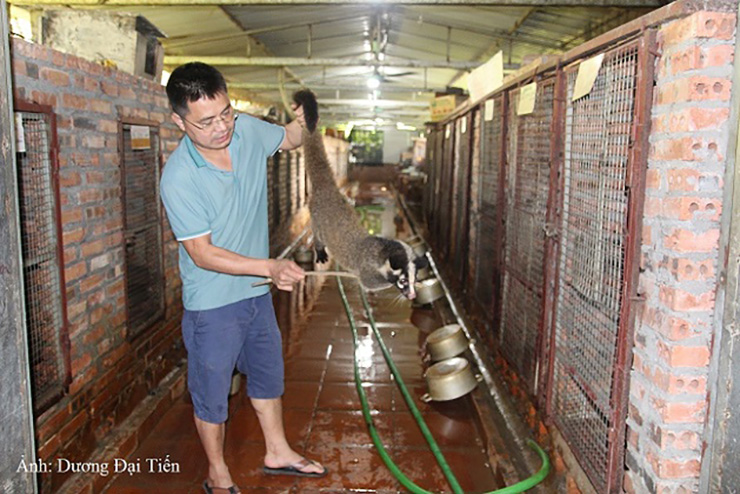 Anh Giáp Văn Hùng (SN 1980, trú tại tổ dân phố Phú Mỹ 2, phường Dĩnh Kế, thành phố Bắc Giang, tỉnh Bắc Giang) mỗi năm thu nhập hơn 1 tỷ đồng từ việc nuôi cầy vòi mốc
