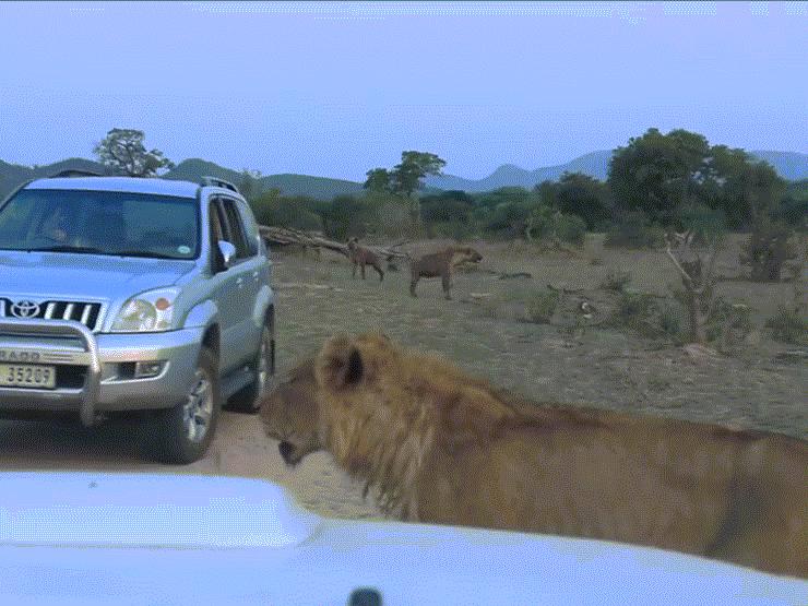 Video: Sư tử lâm vào cảnh nguy hiểm trước cặp linh cẩu, thoát nạn nhờ kẻ thứ 3
