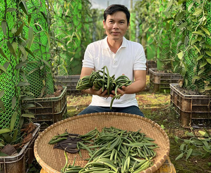 Vốn là dân tài chính, anh Trần Minh Trung (Bình Dương) bỗng rẽ hướng về trồng cây vanilla – loại gia vị đắt thứ nhì thế giới.
